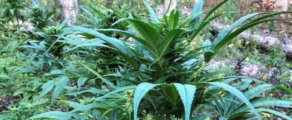 Scoperta una maxi piantagione di marijuana ad Africo, oltre 2500 piante pronte per la raccolta