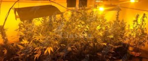 Coltivazione in casa: sequestrati oltre 40 Kg di marijuana item-thumbnail