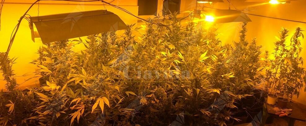 Coltivazione in casa: sequestrati oltre 40 Kg di marijuana