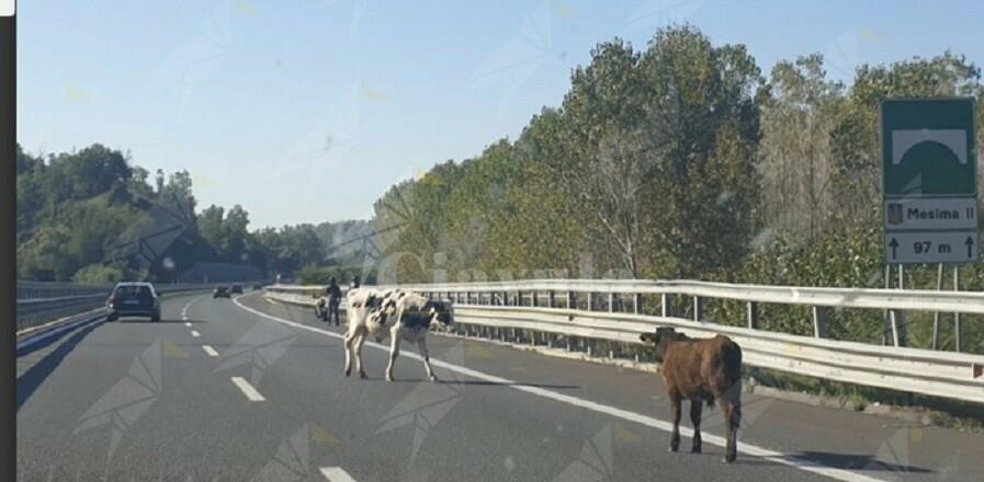 Mucche invadono l’autostrada Salerno Reggio Calabria tra Mileto e Rosano, pericolo per automobilisti