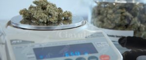 Sorpreso a vendere Marijuana. Arrestato item-thumbnail