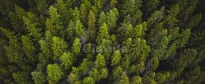 Anche 3 calabresi tra gli arrestati per un giro di canapa indiana da 11mila piante item-thumbnail
