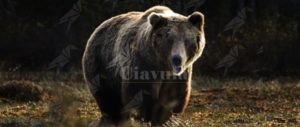Paura al circo, l’orso si ribella e attacca il domatore item-thumbnail
