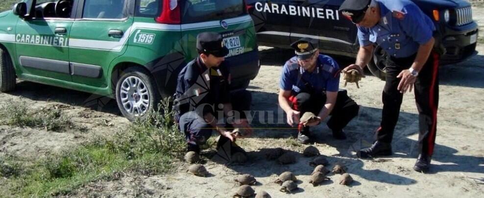 Calabria: detiene illegalmente 47 testuggini di specie protetta, denunciato