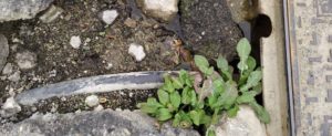 Segnalazioni e disagi a Caulonia marina item-thumbnail