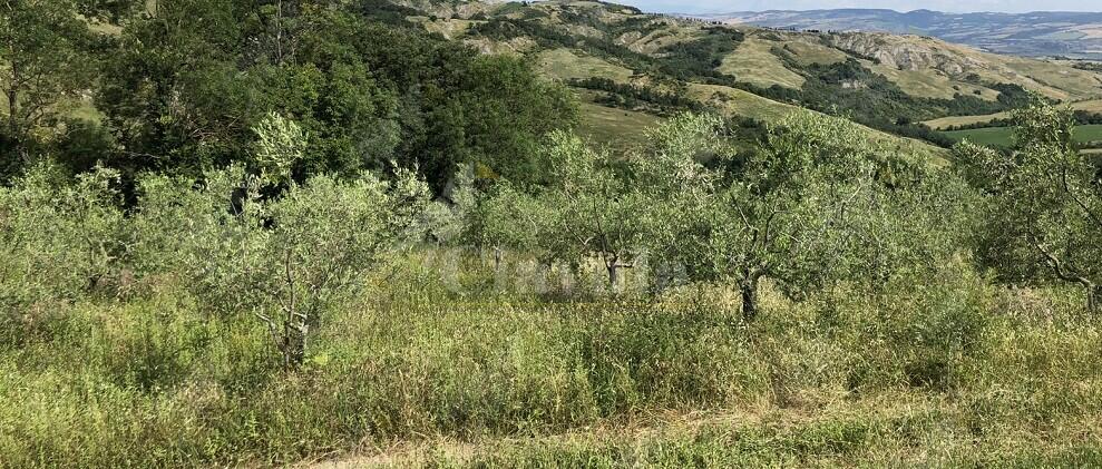 Caulonia, cadendo da un ulivo viene trafitto da un ramo. Intervenuto l’elisoccorso