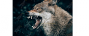 Lupo attacca allevamento e uccide tre bovini item-thumbnail