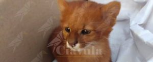 Trova un gatto in strada e lo adotta, ma è un cucciolo di puma item-thumbnail