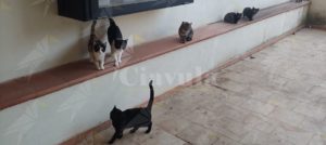 Sette gatti murati vivi in Calabria item-thumbnail