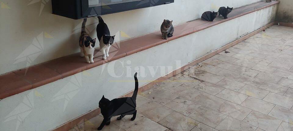Sette gatti murati vivi in Calabria
