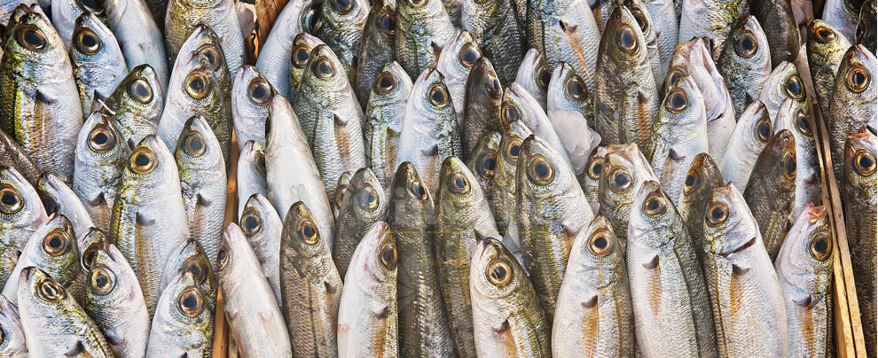 Flash Mob sardine a Napoli. Movimento Sudisti: “Il  Sud Italia si mobiliti contro l’odio sociale e il totalitarismo”