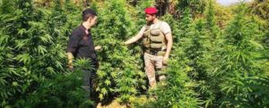 Scoperta piantagione di marijuana nella Locride: in manette due pregiudicati di San Luca item-thumbnail