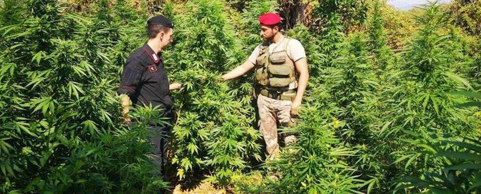Scoperta piantagione di marijuana nella Locride:  in manette due pregiudicati di San Luca