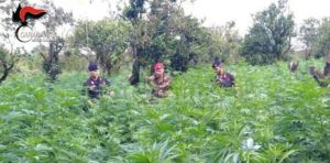 Locride: sequestrate 10.000 piante di marijuana. Eseguiti 15 arresti tra Africo, San Luca e Samo item-thumbnail