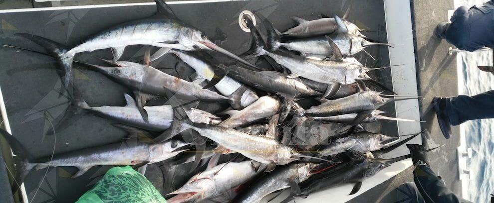 Sequestrati 31 piccoli esemplari di pesce spada catturati illegalmente