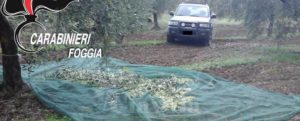 Sventato furto di oltre tre quintali di olive item-thumbnail