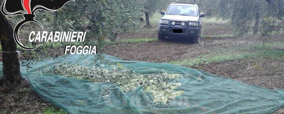 Sventato furto di oltre tre quintali di olive