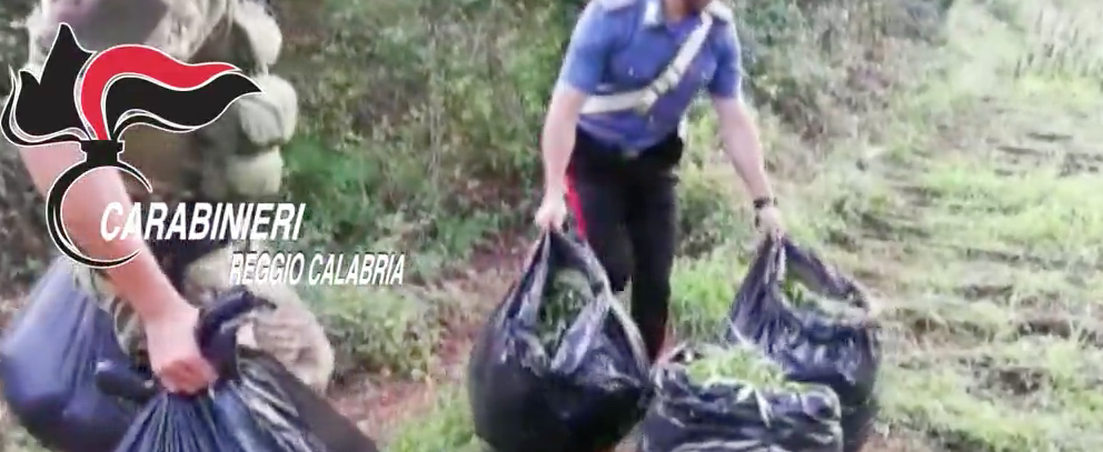 Ben 30 mila le piante di marijuana trovate in provincia di RC