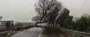 Albero cade sulla S.S. 106, disagi per gli automobilisti item-thumbnail