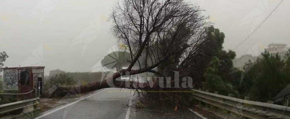 Albero cade sulla S.S. 106, disagi per gli automobilisti