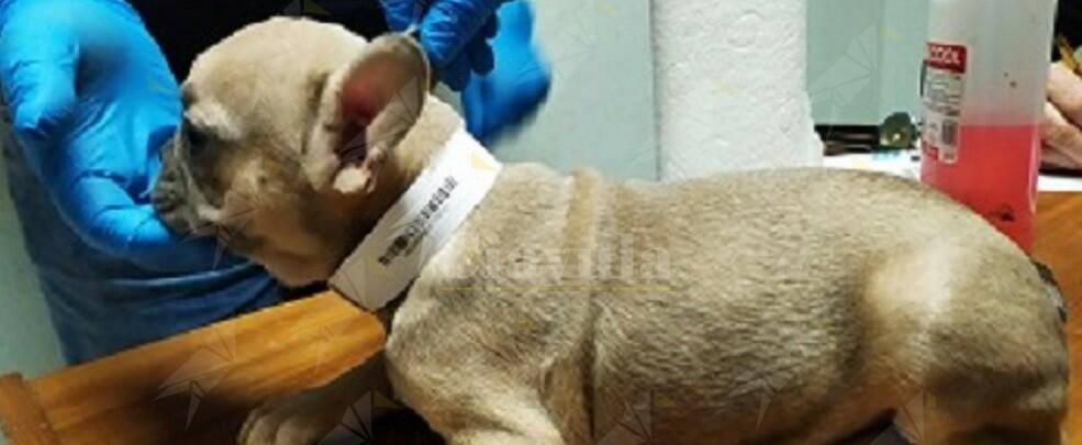Trafficavano illegalmente bulldog francesi per rivenderli sul mercato