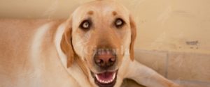 Cacciatore massacra di botte un cane col calcio del fucile item-thumbnail