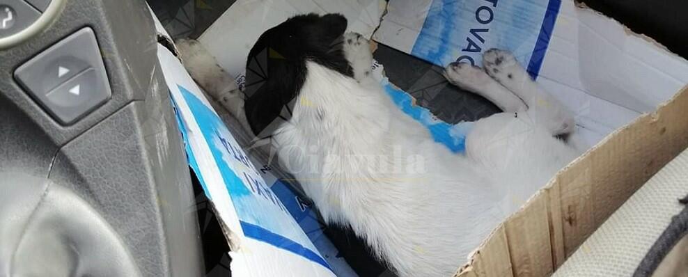 Caulonia: cucciolo investito e abbandonato a bordo strada. Soccorso da un volontario, è in pericolo di vita