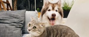 Abbandona due cani e due gatti in camere chiuse, senza acqua e cibo, denunciato item-thumbnail