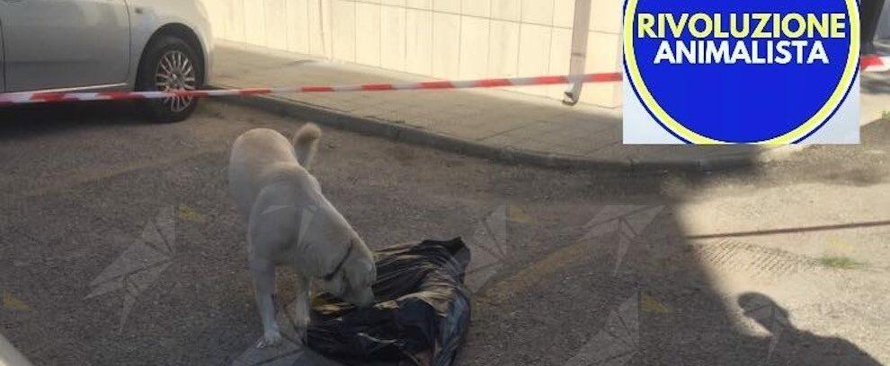 Cane avvelenato in Calabria. Il compagno resta a vegliarla anche da morta
