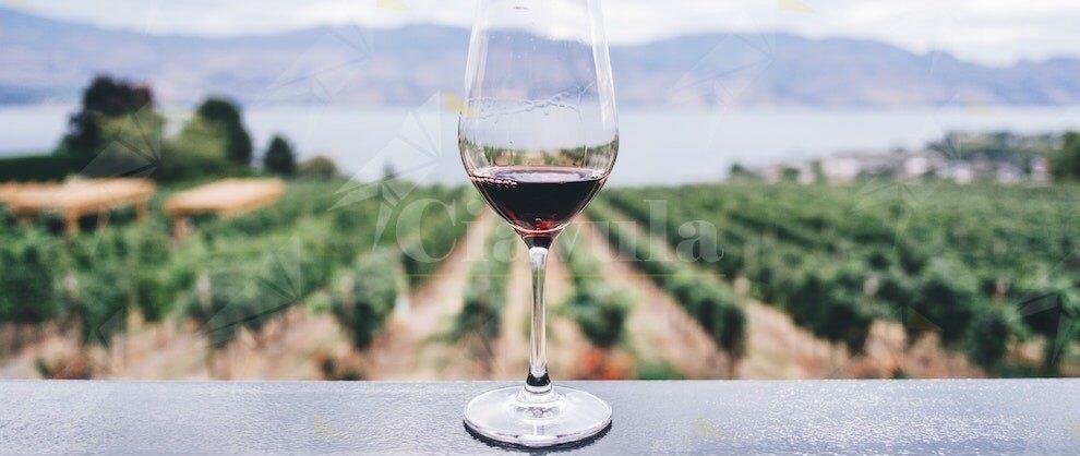 Regione Calabria: pubblicato il bando per la promozione del settore vitivinicolo