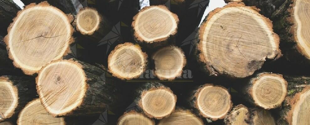 Sorpresi a rubare legname. Quattro persone arrestate