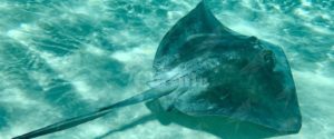12enne italiano viene punto da una manta: paralizzato dal tronco in giù item-thumbnail