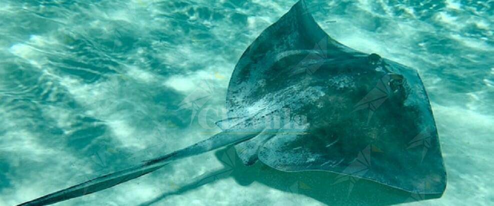 12enne italiano viene punto da una manta: paralizzato dal tronco in giù