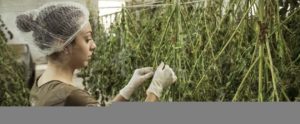 Coltivava marijuana e funghi allucinogeni in casa. Denunciato item-thumbnail