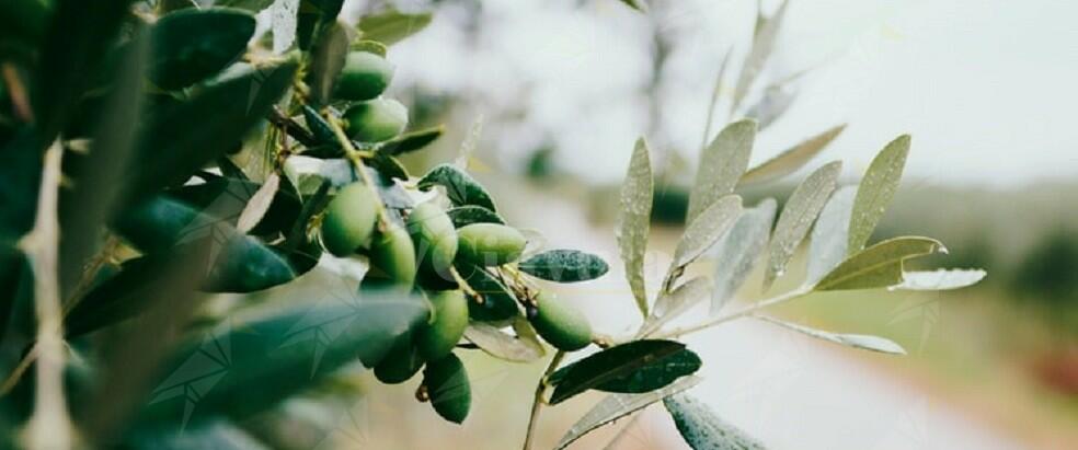 Sorpresi dal proprietario a rubare le olive, denunciate due persone