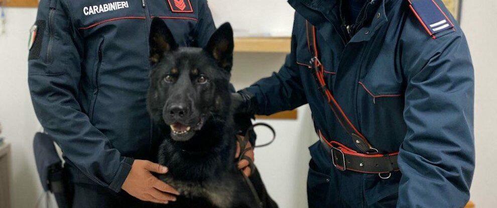 Grazie al fiuto di “Enno” i carabinieri trovano la droga in un’abitazione