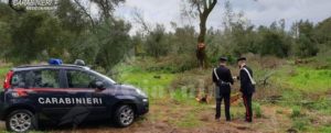 “Larve pericolose per la salute umana”: sequestrati 570kg di miele privo di tracciabilità item-thumbnail