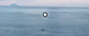 Avvistato un gruppo di orche nello Stretto di Messina item-thumbnail