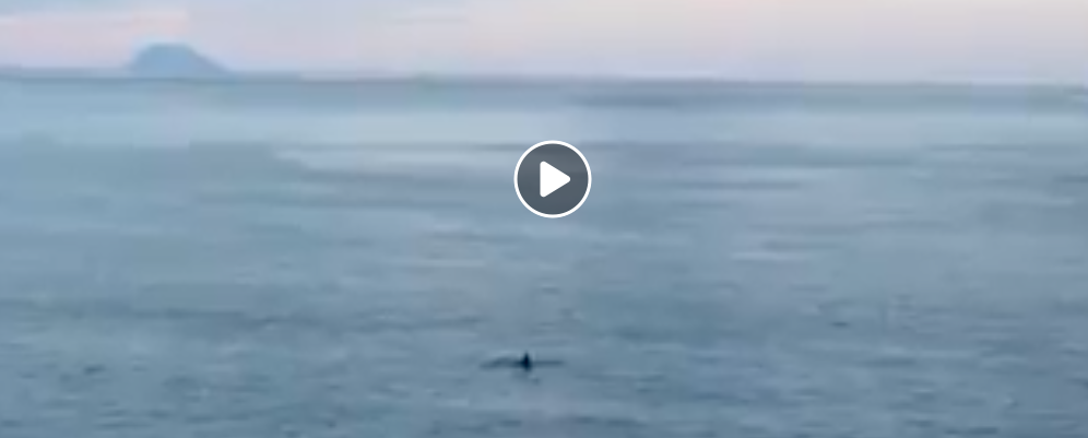 Avvistato un gruppo di orche nello Stretto di Messina