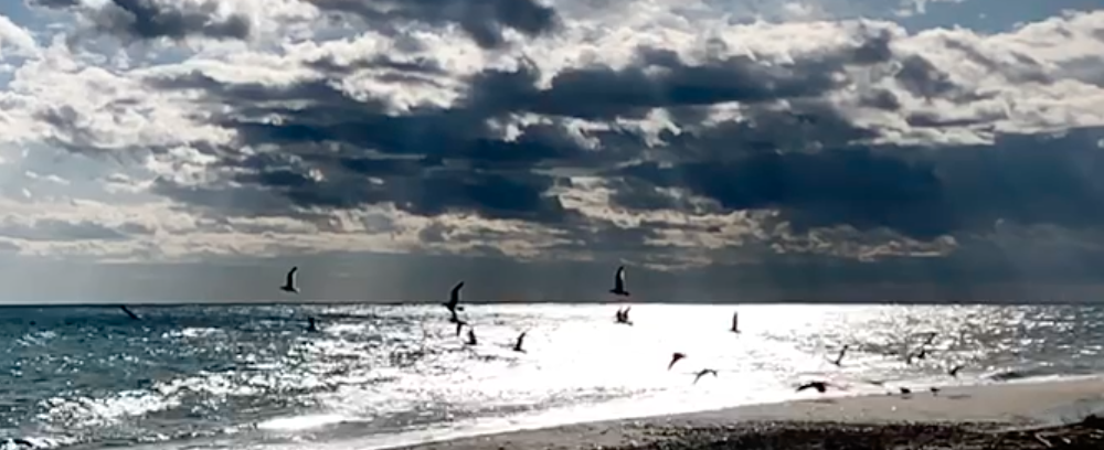 “Cambiando Prospettiva”: volo dei gabbiani in slow-motion