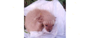 Caulonia, cucciola abbandonata nei pressi della fiumara Amusa item-thumbnail
