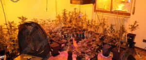 La polizia arresta 14 persone per detenzione ai fini di spaccio e sequestra oltre 4 kg di droga item-thumbnail