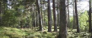 Lettera aperta al sindaco di Roccella: “Piantumare 150mila alberi nella locride per contrastare i cambiamenti climatici” item-thumbnail