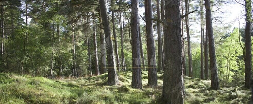 Denunciate due persone per taglio di alberi in area protetta