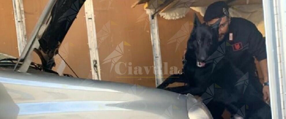 Calabria: scoperti dal cane black con 200 grammi di cocaina, un arresto e una denuncia