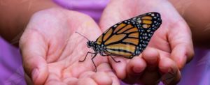 Un racconto di Angelica Barbiero: la farfalla item-thumbnail