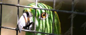 A caccia di uccelli protetti: denunciati due cacciatori item-thumbnail