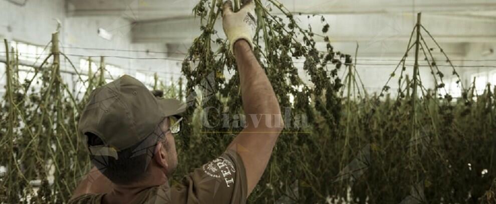 Arrestati corrieri dell droga. Sequestro record di 44 kg di marijuana