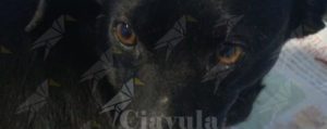 Camini: cane investito e abbandonato a morire per strada. Salvato da una coppia item-thumbnail