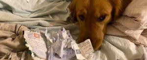 Coronavirus, cane mangia il passaporto e lei non parte per Wuhan: “Mi ha salvato la vita” item-thumbnail